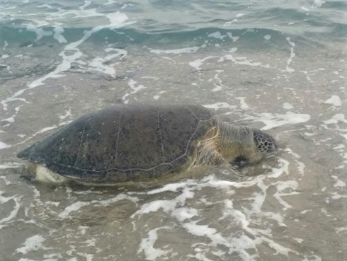 Chelonia mydas