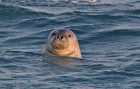 Monachus monachus